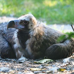 Cinereous vulture (Aegypius monachus), 2023-07-08