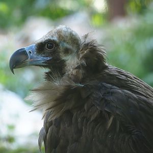Cinereous vulture (Aegypius monachus), 2023-07-08