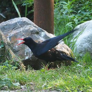 Red-billed chough (Pyrrhocorax pyrrhocorax), 2023-07-08