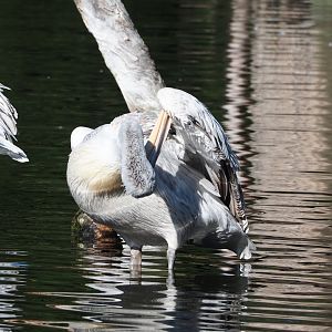 Dalmatian pelican (Pelecanus crispsus), 2023-07-08