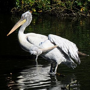 Dalmatian pelicans (Pelecanus crispsus), 2023-07-08