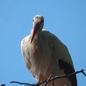 European white stork (Ciconia ciconia), 2023-07-08