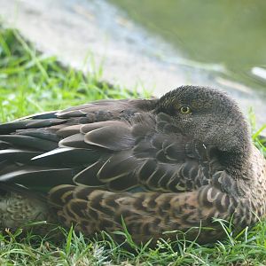 Northern shoveler (Spatula clypeata), 2023-07-08