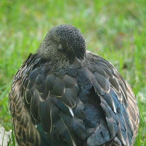 Northern shoveler (Spatula clypeata), 2023-07-08