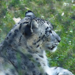 Snow leopard (Panthera uncia), 2023-07-08