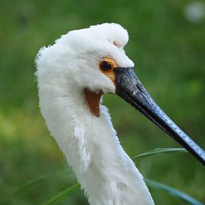 Eurasian spoonbill (Platalea leucorodia), 2023-07-08