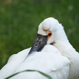 Eurasian spoonbill (Platalea leucorodia), 2023-07-08