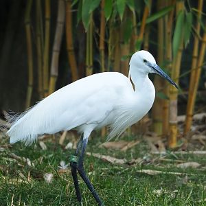Little egret (Egretta garzetta garzetta), 2023-07-08