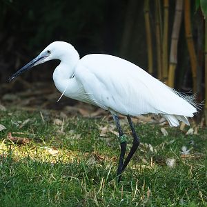 Little egret (Egretta garzetta garzetta), 2023-07-08