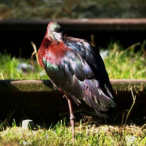 Glossy ibis (Plegadis falcinellus), 2023-07-08