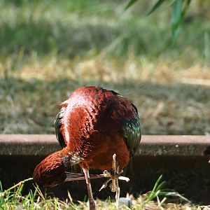 Glossy ibis (Plegadis falcinellus), 2023-07-08