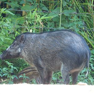 Negros Visayan warty pig (Sus cebifrons negrinus) with piglet, 2023-07-08