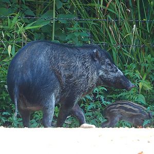 Negros Visayan warty pig (Sus cebifrons negrinus) with piglet, 2023-07-08