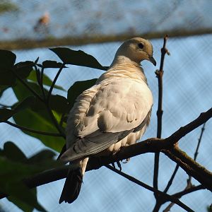 Pied imperial pigeon (Ducula bicolor), 2023-07-08