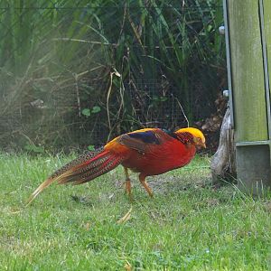 Golden pheasant (Chrysolophus pictus), 2023-07-08