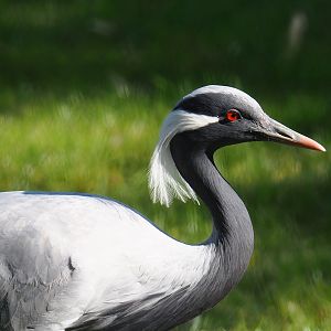 Demoiselle crane (Anthropoides virgo), 2023-07-08