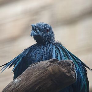 Nicobar pigeon (Caloenas nicobarica), 2023-07-08
