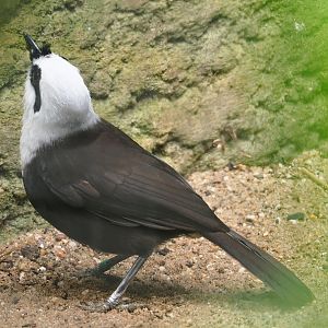 Sumatran Black-and-white laughingthrush (Garrulax bicolor), 2023-07-08