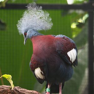 Sclater's crowned pigeon (Goura sclateri), 2023-07-08