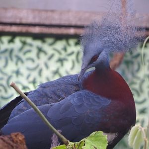 Sclater's crowned pigeon (Goura sclateri), 2023-07-08