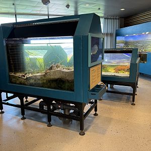 "Eelgrass meadow" aquarium / Ålgräsängen (Naturum Östersund / Marine Education Center)