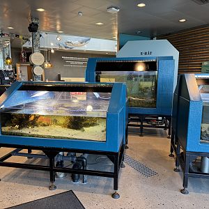 "The shoreline" aquarium / Strandkanten, and "The seaweed forest" aquarium / Tångskogen (Naturum Östersund / Marine Education Center)