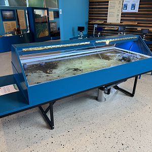 The flatfish tank (Naturum Östersund / Marine Education Center)