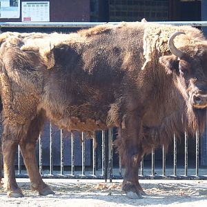 Wisent (Bison bonasus), 2023-07-08