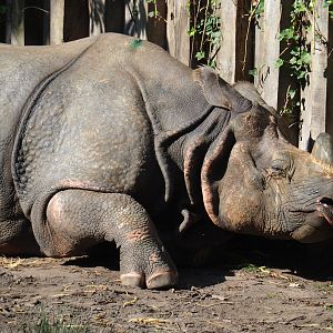 Indian rhinoceros (Rhinoceros unicornis), 2023-07-08