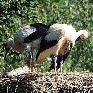 Juvenile European white storks (Ciconia ciconia), 2023-07-08