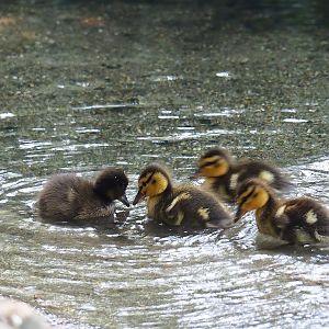 Mallard (Anas platyrhynchos) and Tufted duck (Aythya fuligula) ducklings, 2023-07-08