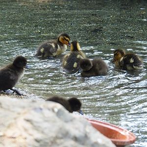 Mallard (Anas platyrhynchos) and Tufted duck (Aythya fuligula) ducklings, 2023-07-08