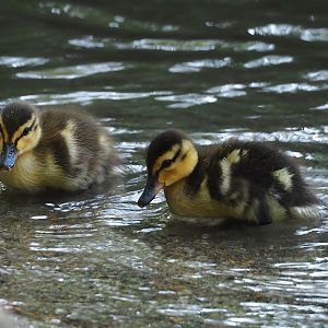 Mallard (Anas platyrhynchos) ducklings, 2023-07-08