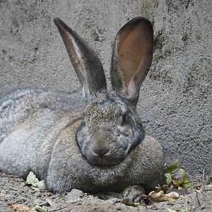 Domestic rabbit (Oryctolagus cuniculus domesticus), 2023-07-08