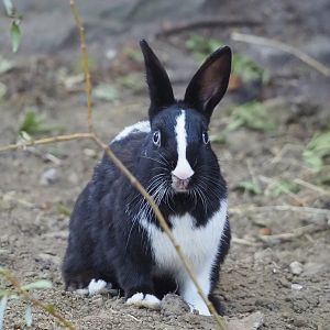 Domestic rabbit (Oryctolagus cuniculus domesticus), 2023-07-08