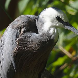 White-faced Heron (Egretta novaehollandiae), 2023-07-08