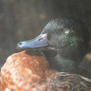Chestnut teal (Anas castanea), 2023-07-08