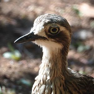Bush stone-curlew (Burhinus grallarius), 2023-07-08