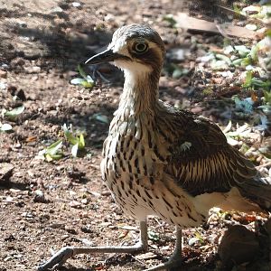 Bush stone-curlew (Burhinus grallarius), 2023-07-08