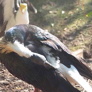 Straw-necked ibis (Threskiornis spinicollis), 2023-07-08