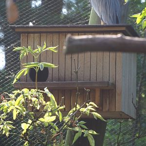 Maned wood duck nesting box, 2023-07-08