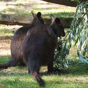 Swamp wallabies (Wallabia bicolor), 2023-07-08