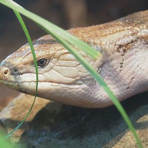 Eastern blue-tongued skink (Tiliqua scincoides scincoides), 2023-07-08