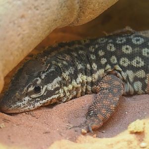 Spiny-tailed monitor (Varanus acanthurus), 2023-07-08