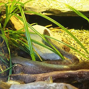 Children’s python (Antaresia childreni), 2023-07-08