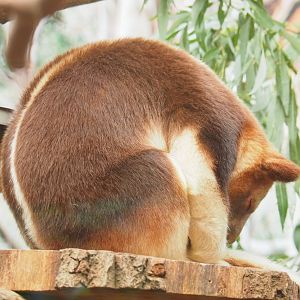 Goodfellow's tree kangaroo (Dendrolagus goodfellowi buergersi), 2023-07-08