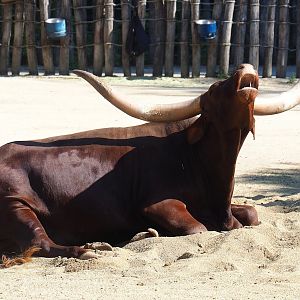 Ankole-Watusi cattle (Bos taurus indicus), 2023-07-08