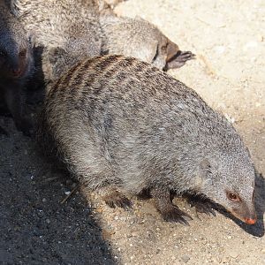 Banded mongoose (Mungos mungo), 2023-07-08