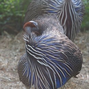 Vulturine guineafowl (Acryllium vulturinum), 2023-07-08