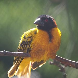 Village weaver (Ploceus cucullatus), 2023-07-08